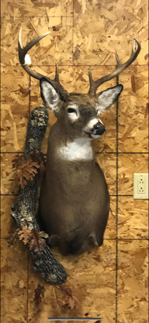 Taxidermy work example 1