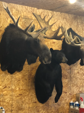 Taxidermy work example 9