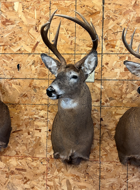 Taxidermy work example 10