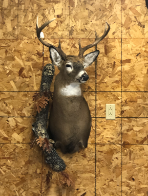 Taxidermy work example 11
