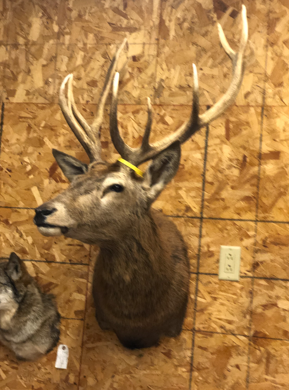 Taxidermy work example 12