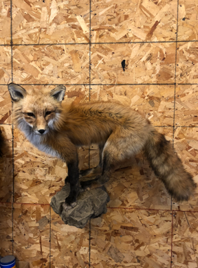 Taxidermy work example 2