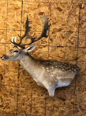 Taxidermy work example 3