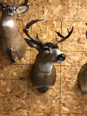 Taxidermy work example 4