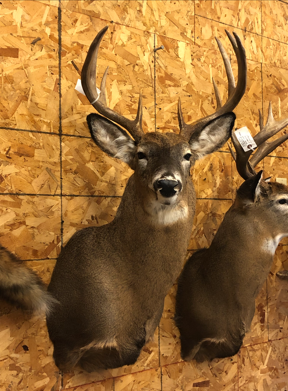 Taxidermy work example 5
