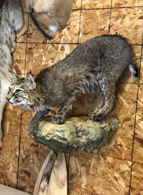 Taxidermy work example 6
