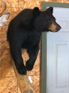 Taxidermy work example 7