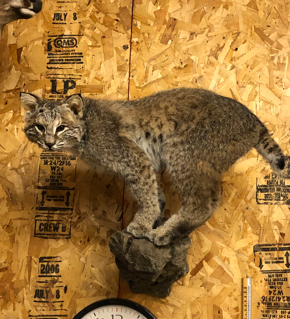 Taxidermy work example 8